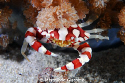 Clown crab. Gili trawalgan 2009
Nikon D200- twin strobo ... by Marchione Giacomo 